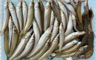 8月7日~10日までの体験フィッシング