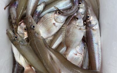 8月17日木曜日など 体験フィッシング