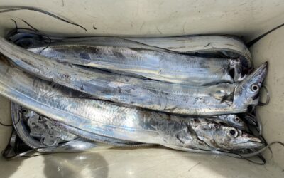 9月14日 木曜日 タチウオ船