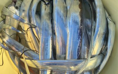 9月16日 土曜日 体験フィッシングタチウオ釣り