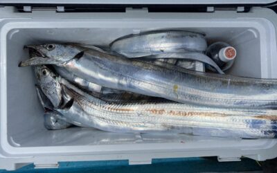 9月16日土曜日 タチウオ船