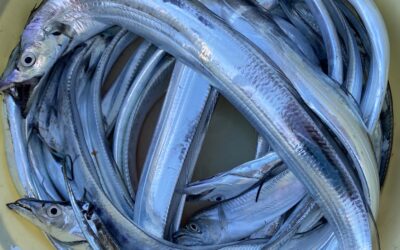 9月17日日曜日 ショート体験フィッシング