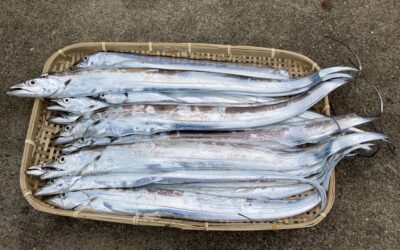 9月7日木曜日 師崎水道 タチウオ試験釣り