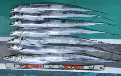 10月16日 月曜日 タチウオテンヤ船