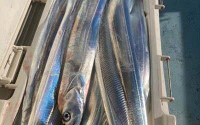 10月22日 日曜日 イシグロ釣り具 オーシャンプロジェクト