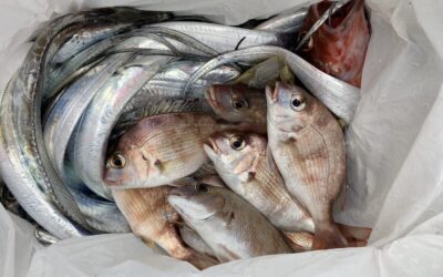 10月6日金曜日 タチウオ船