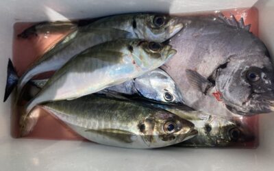 6月2日 月曜日 イサキ・アジ船