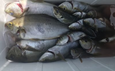 7月31日水曜日　　イサキ船