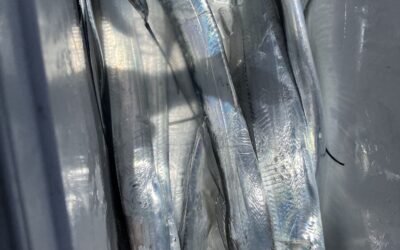 7月27日　タチウオ船