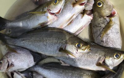 8月6日火曜日　イサキ船