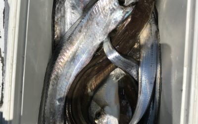 8月8日木曜日　タチウオ船