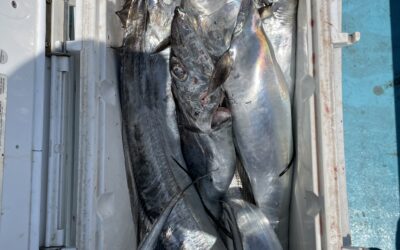 8月4日日曜日　タチウオ船