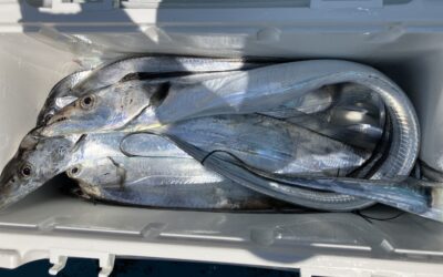 8月10日土曜日　　タチウオ船