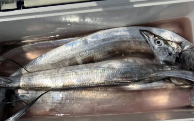 ８月１５日木曜日　タチウオ船