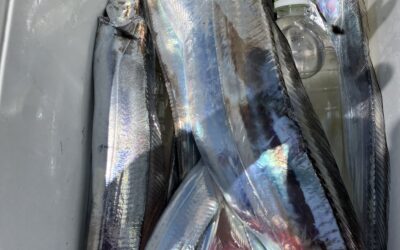 ８月１８日日曜日　　タチウオ船