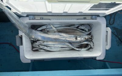 11月17日日曜日　　タチウオ船