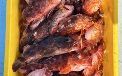 1月26日日曜日 カサゴ船乗合船