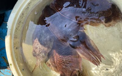 3月23日日曜日 コウイカ船