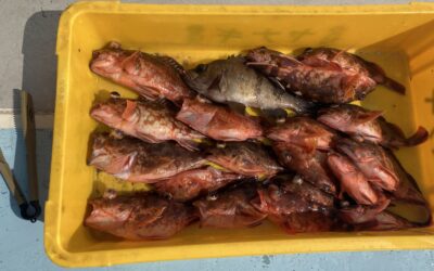 ３月２日日曜日　　カサゴ五目船