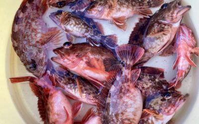 3月20日ショートカサゴ船