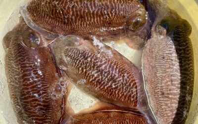 3月20日木曜日祝 コウイカ船