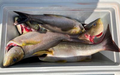 5月5日 月曜日祝 イサキ船