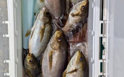 5月11日日曜日 イサキ船