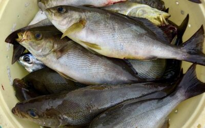 ６月１４日土曜日　イサキ船