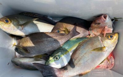 7月13日日曜日 イサキ船