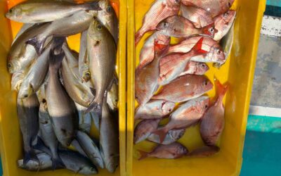 ７月２２日火曜日　イサキ船