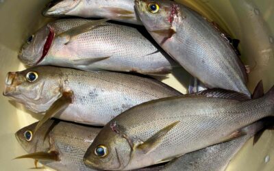 ７月２６日土曜日　イサキ船