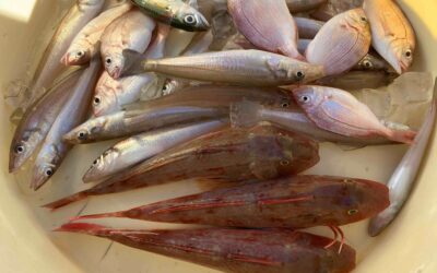 ７月２１日日曜日　　体験ショートキス船