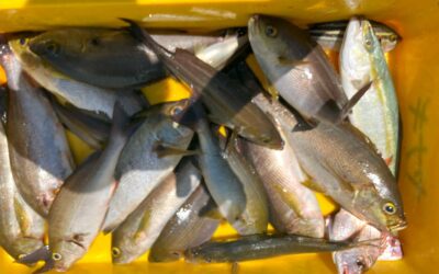 ７月２２日月曜日祝　イサキ船