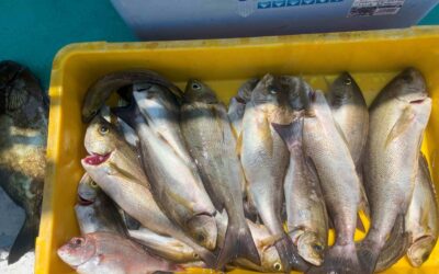 ８月３日日曜日　イサキ船