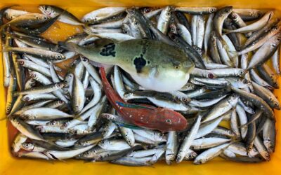 8月23日土曜日 ショート体験フィッシング