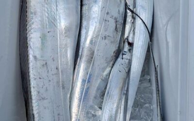 8月23日土曜日 ダイワ主催 タチウオテンヤparty