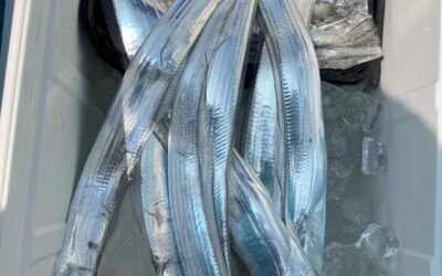 8月24日日曜日 タチウオ船