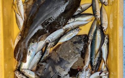 8月26日火曜日 ショート・体験フィッシング アジ釣り