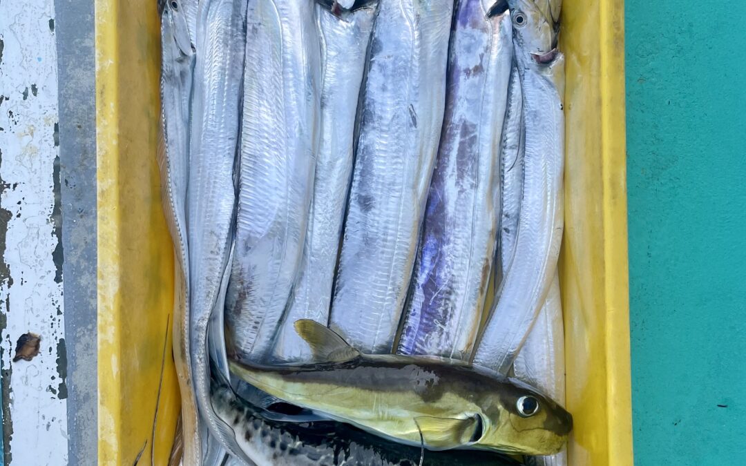 ８月２８日木曜日　タチウオ船