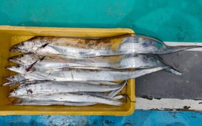 9月3日水曜日 タチウオ・ルアー船