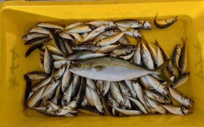 9月13日土曜日 ショート体験フィッシング アジ五目釣