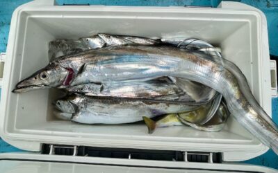 9月15日日曜日 タチウオ船