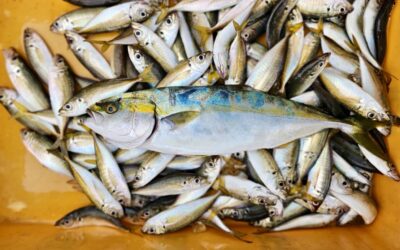 9月14日日曜日 ショート・体験フィッシング