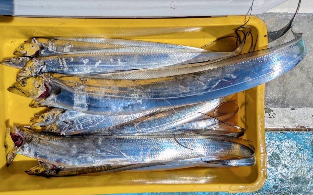 ９月１６日火曜日　タチウオ船