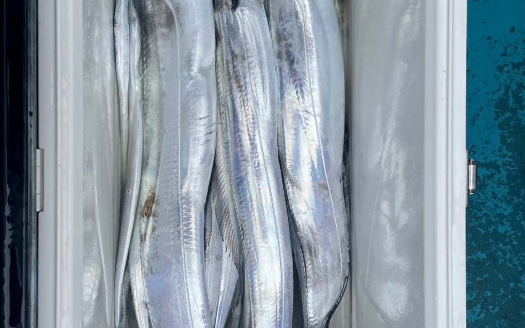 ９月２３日火曜日祝　　タチウオ船