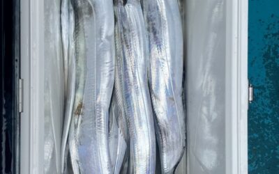 ９月２３日火曜日祝　　タチウオ船