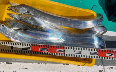 ９月２１日日曜日　　タチウオ船