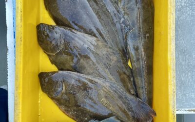 １０月５日日曜日　大物釣り　泳がせ