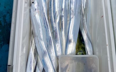 １０月１２日日曜日　タチウオ船