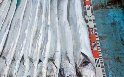 １０月１５日水曜日　タチウオ船